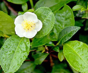 Beslenme öğeleri Dyt Nilgün Aydın